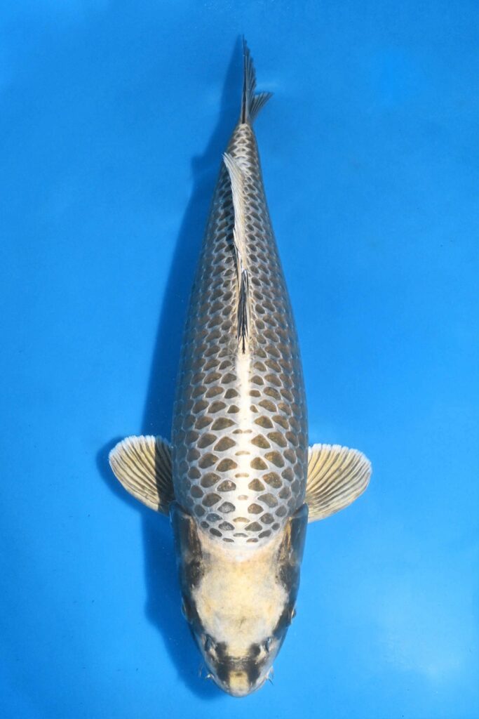 写真 2025-11-21 11 45 28 (2)