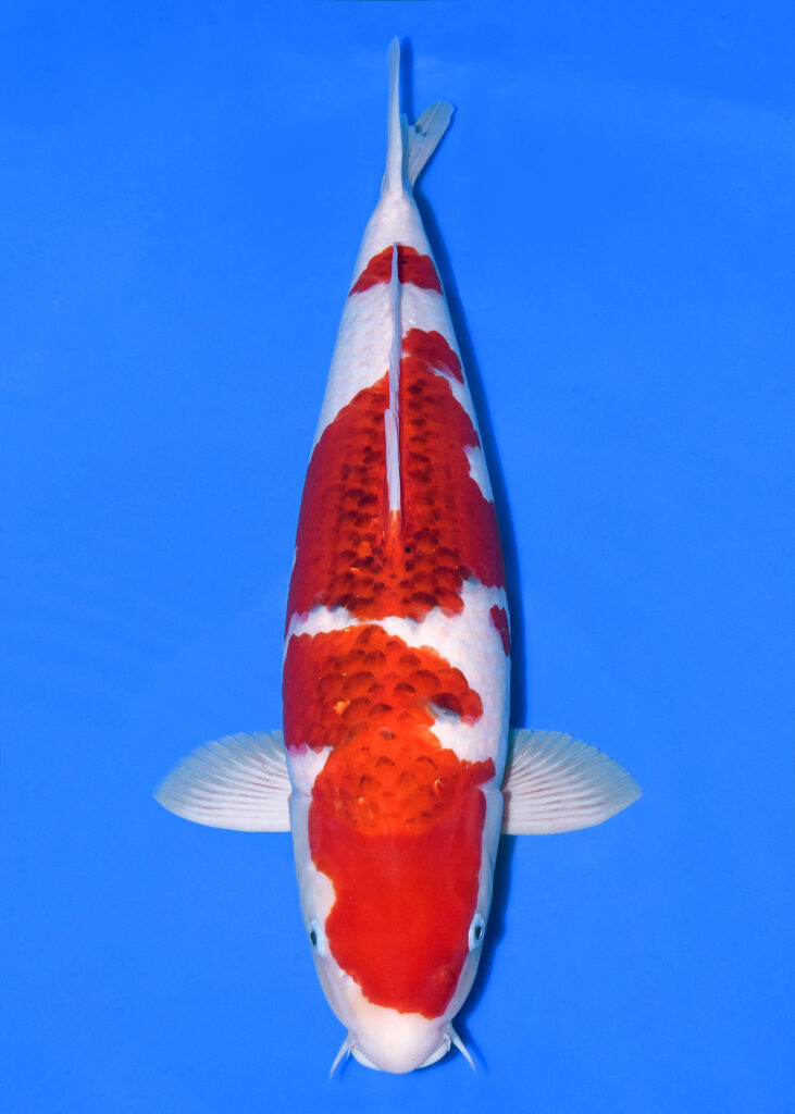 写真 2025-11-21 11 45 28 (5) (1) (1)