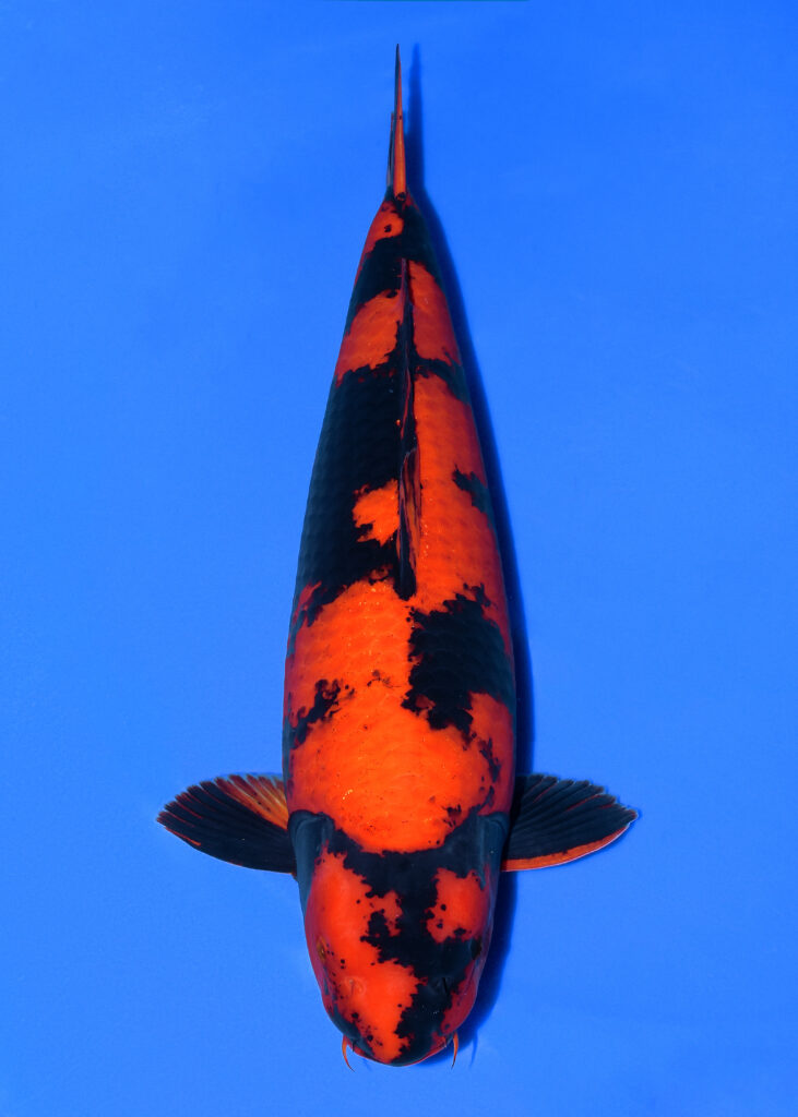 写真 2025-11-21 11 45 28 (7) (1)